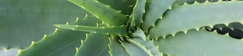 www.Wohlf�hlen-mit-Aloe-Vera.de