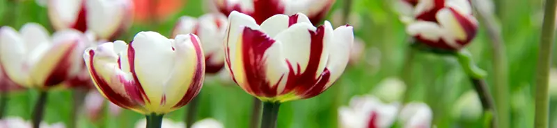 Sichere Dir jetzt die Domain www.Tulpen-Paradies.de, bevor es ein anderer tut. Jetzt zugreifn!!